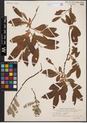 Foto von Salix cinerea L. x Salix lapponum L.